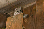 dormouse