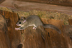 dormouse