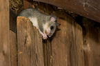 dormouse