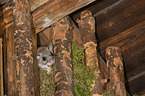 dormouse