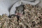 lying Dormouse