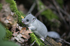 standing Dormouse