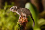 dormouse