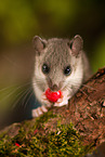 dormouse