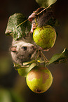 Dormouse on branch