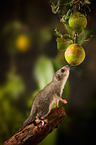 dormouse
