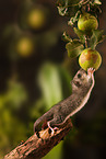 dormouse