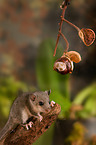 dormouse with chestnut