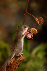 dormouse with chestnut
