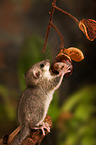 dormouse with chestnut