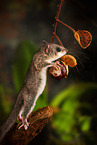 dormouse with chestnut