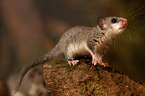 dormouse