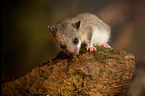 dormouse