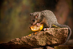 dormouse