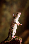 dormouse