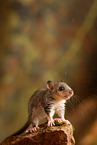 dormouse