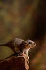 dormouse