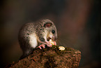 dormouse