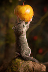 dormouse