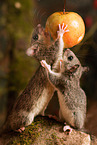 dormouse