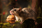 dormouse