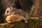dormouse