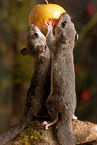 dormouse