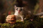 dormouse