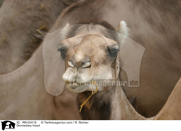 Dromedary head / RR-00419