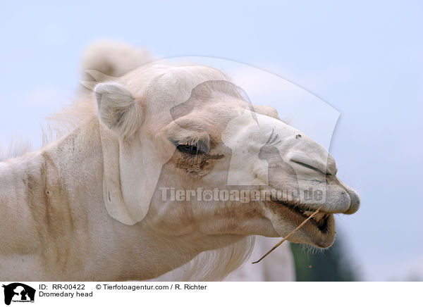 Kopf eines Dromedares / Dromedary head / RR-00422