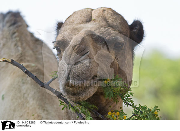 dromedary / HJ-03283