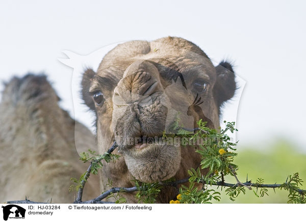 dromedary / HJ-03284