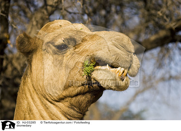 dromedary / HJ-03285
