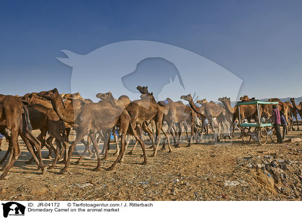 Dromedare auf dem Viehmarkt / Dromedary Camel on the animal market / JR-04172