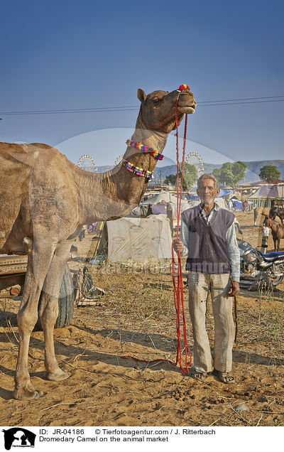 Dromedar auf dem Viehmarkt / Dromedary Camel on the animal market / JR-04186