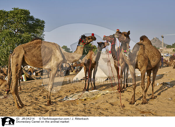 Dromedare auf dem Viehmarkt / Dromedary Camel on the animal market / JR-04214