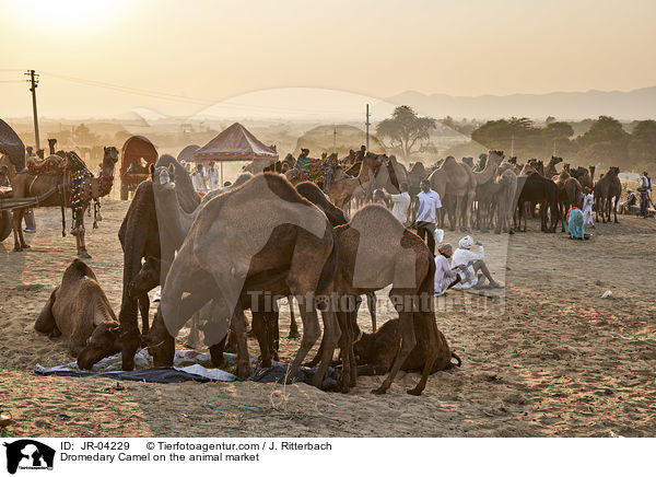 Dromedare auf dem Viehmarkt / Dromedary Camel on the animal market / JR-04229