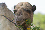 dromedary