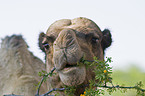 dromedary