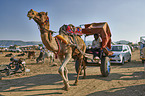 Dromedary Camel on the animal market