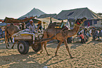 Dromedary Camel on the animal market