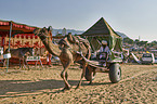 Dromedary Camel on the animal market