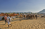 Dromedary Camel on the animal market