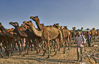 Dromedary Camel on the animal market