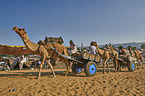 Dromedary Camel on the animal market