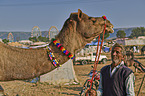 Dromedary Camel on the animal market