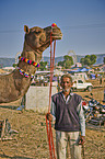 Dromedary Camel on the animal market