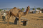 Dromedary Camel on the animal market