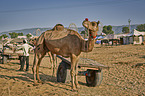 Dromedary Camel on the animal market
