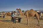 Dromedary Camel on the animal market